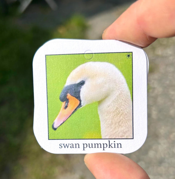 #104 Swan Collector's Tag