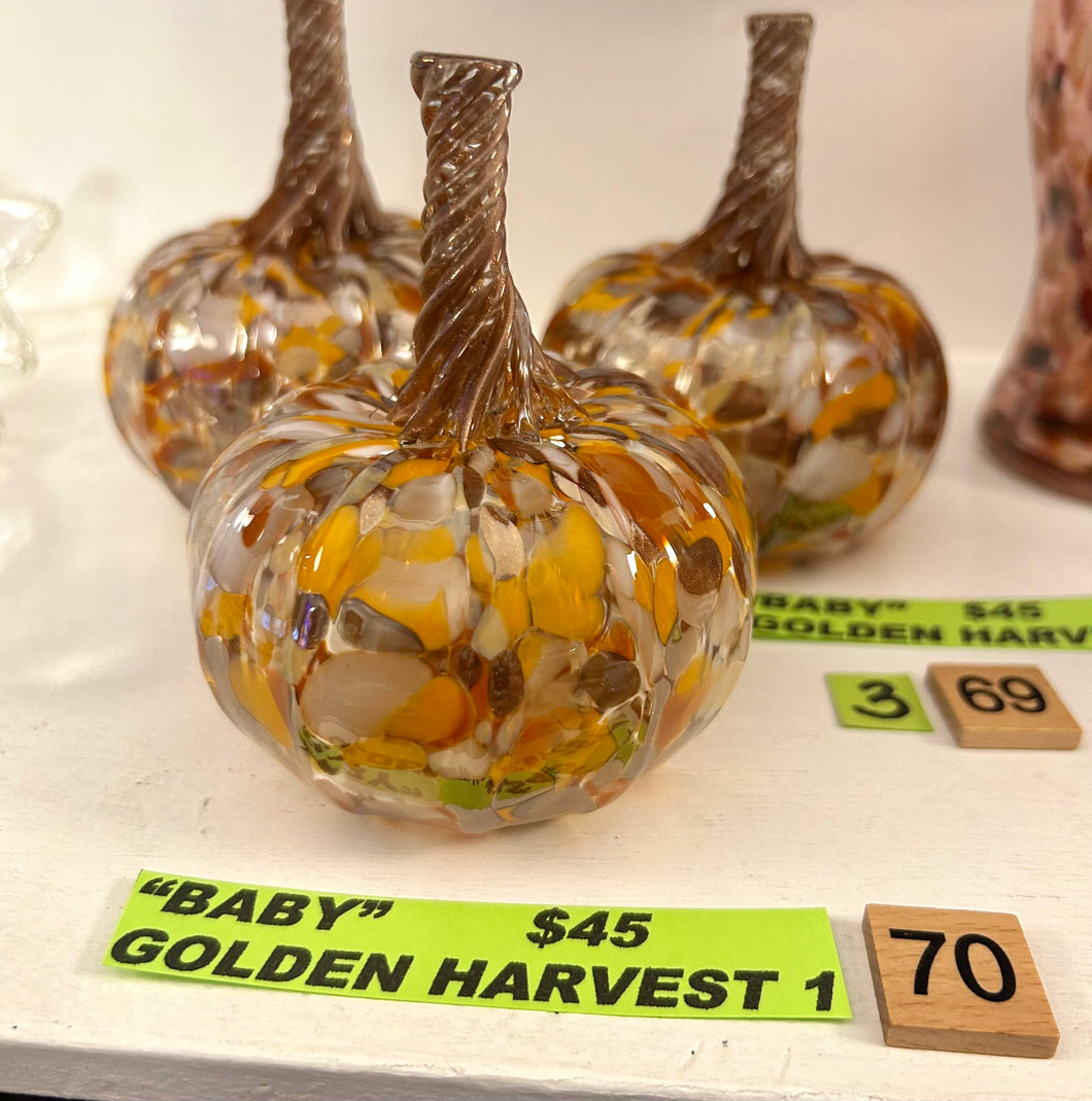 #70 Baby Golden Harvest 1- 1/31/2024