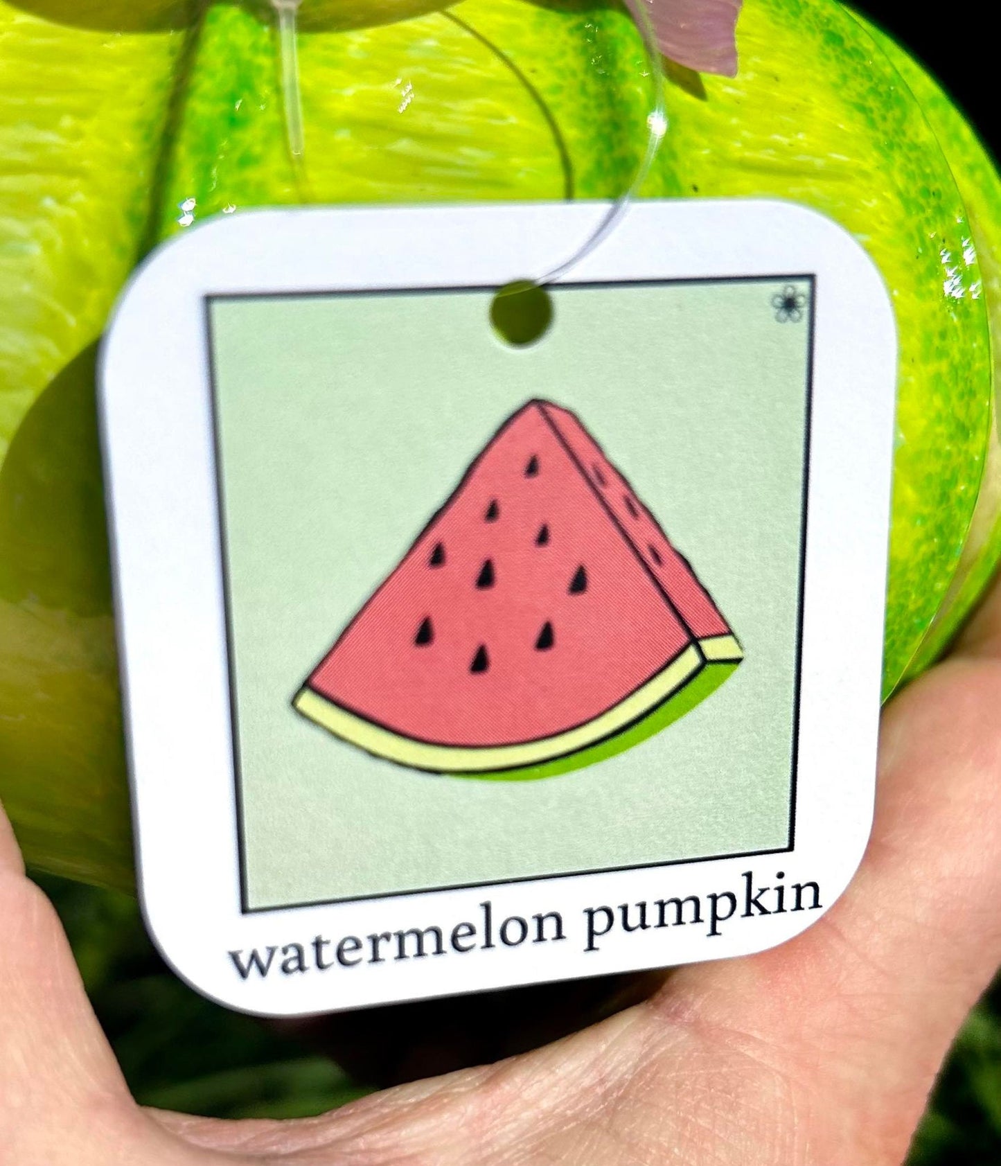 New! Watermelon pumpkin! Gift and Centerpiece